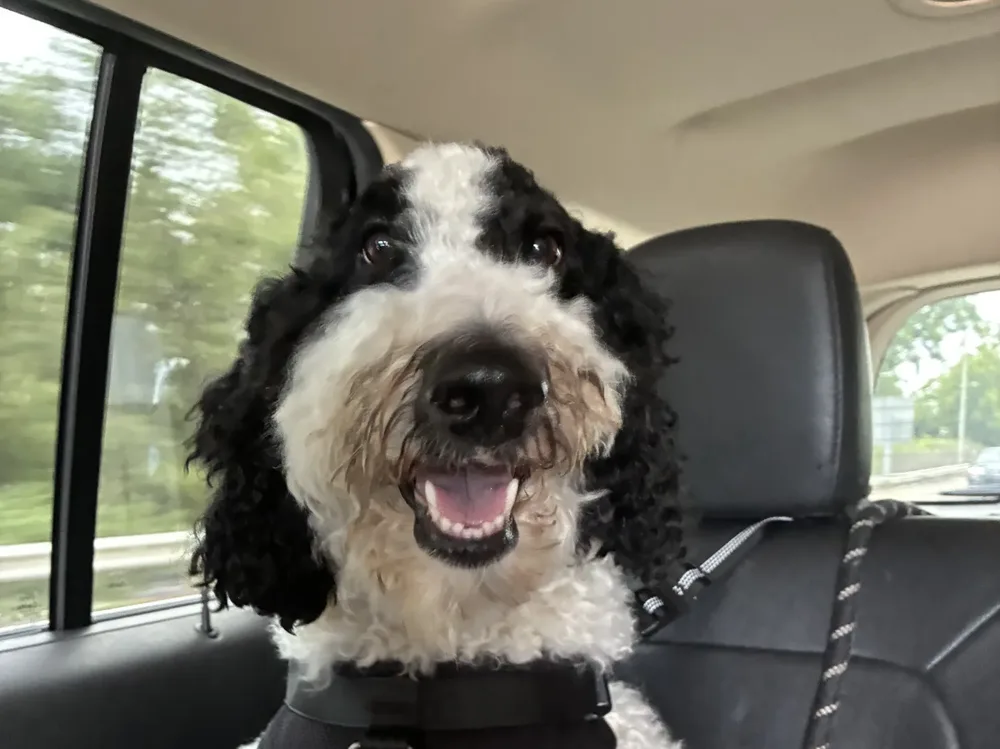 A dog buckled in for a transport ride