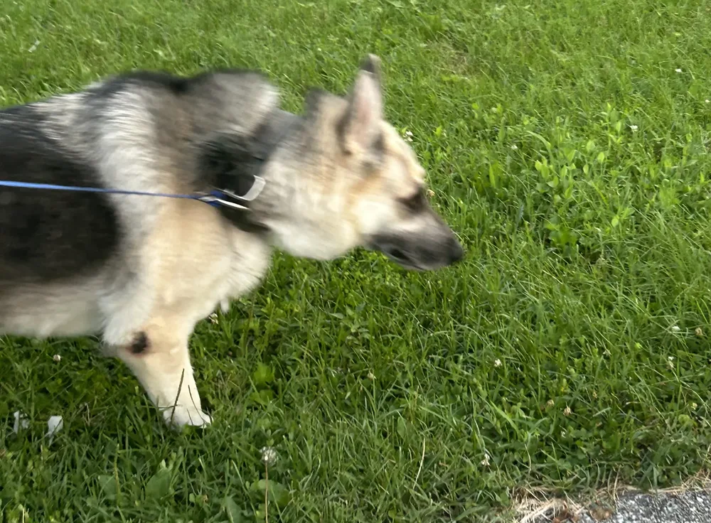 A dog mid-stride on a walk