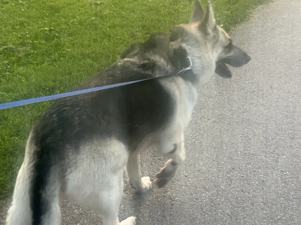 A dog walking along the path