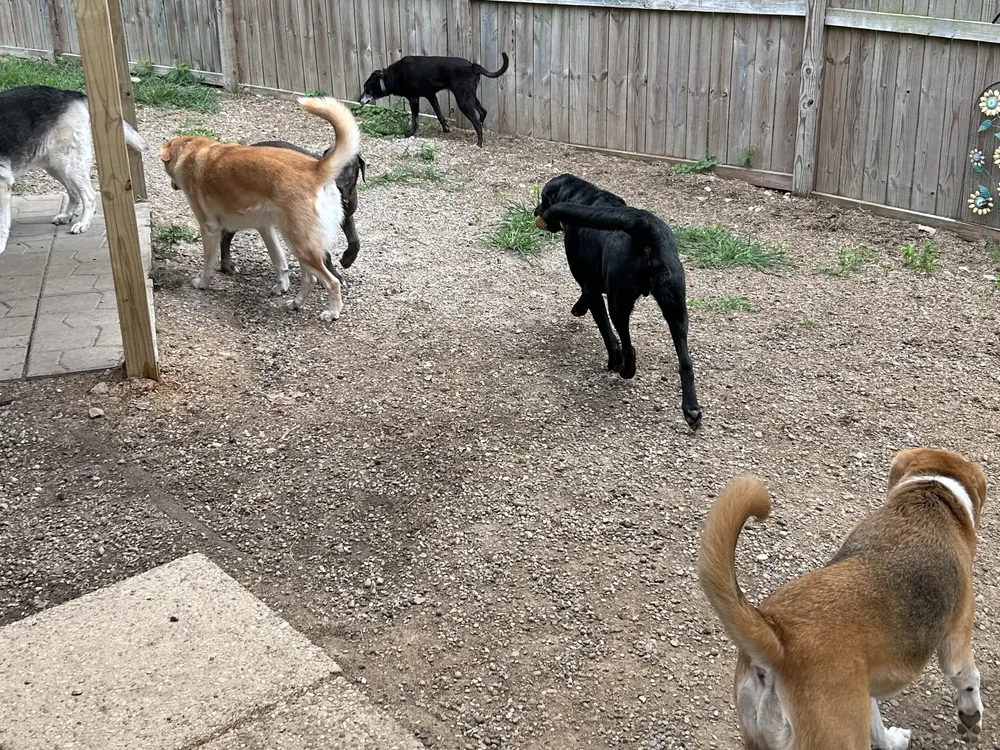 A group of dogs playing together at daycare