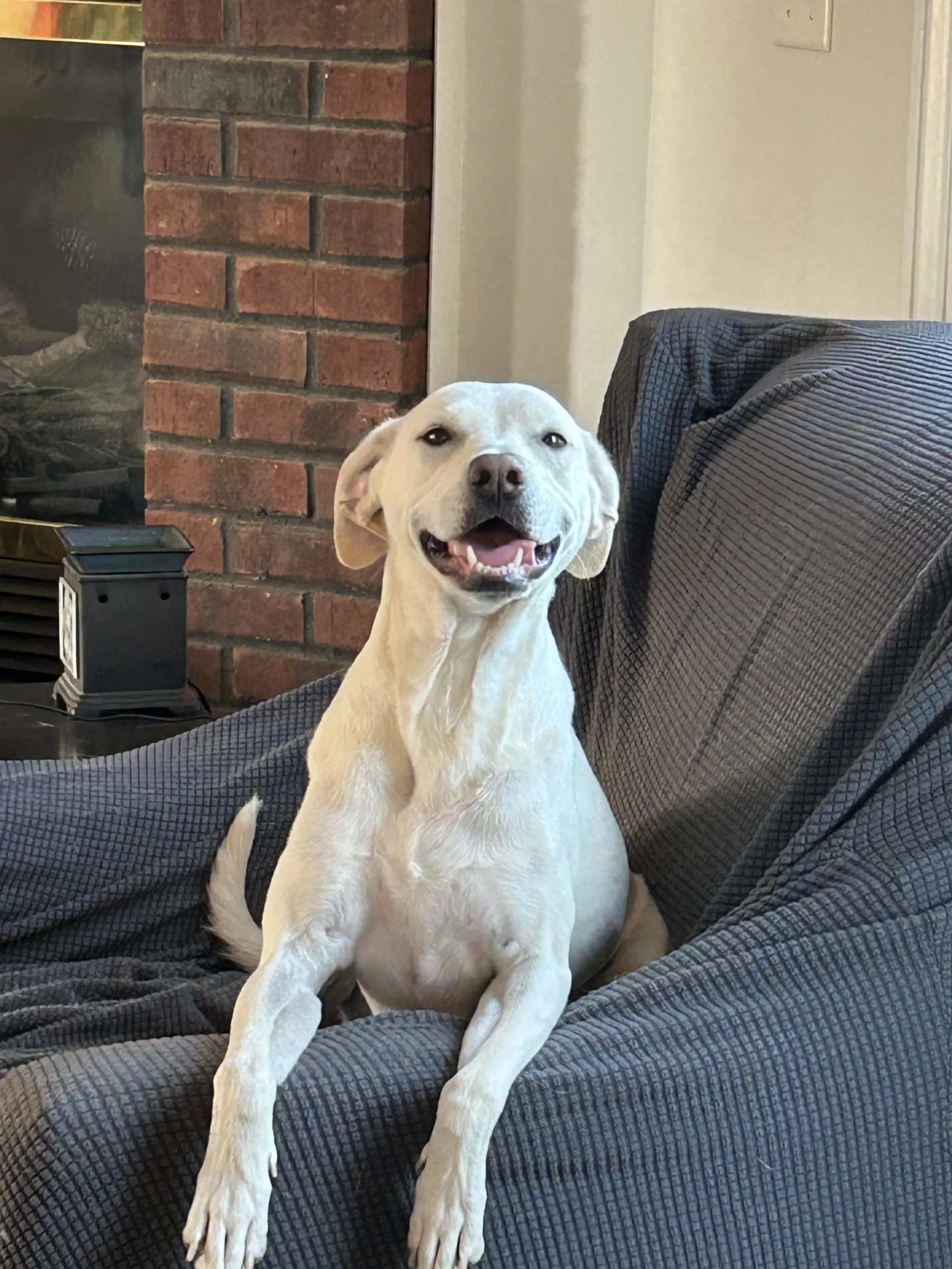 Chardonnay on a drop-in visit