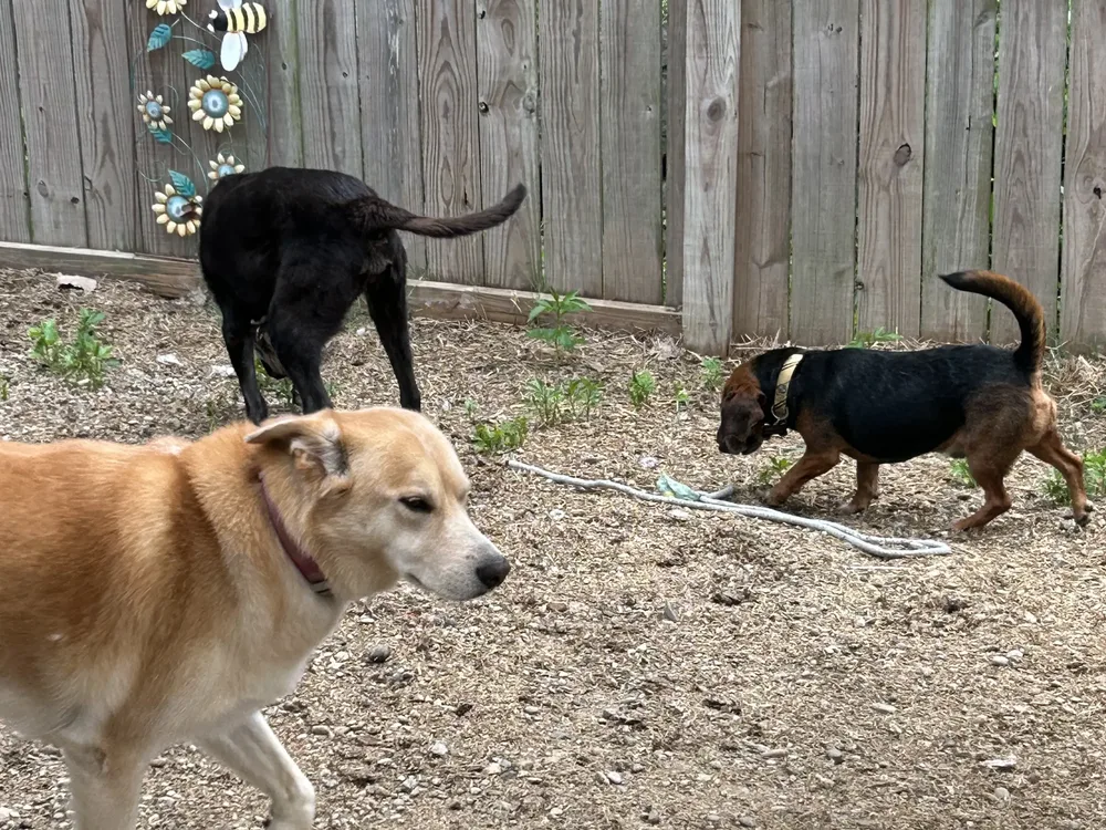 Dogs exploring the yard together at daycare