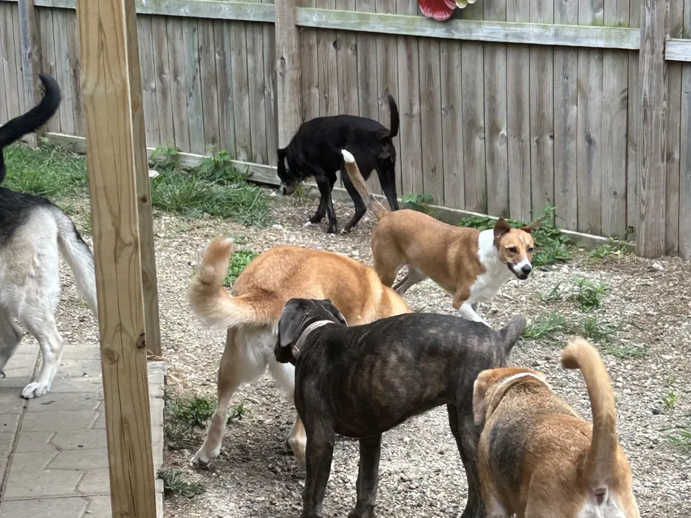 Dogs socializing during daycare