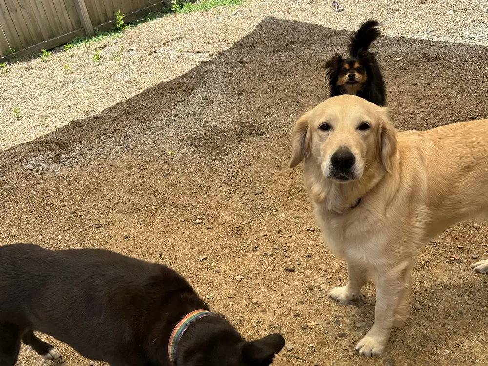 Eve and friends boarding together