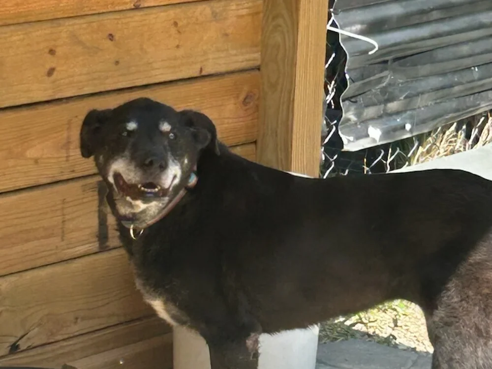 Eve smiling during a boarding stay