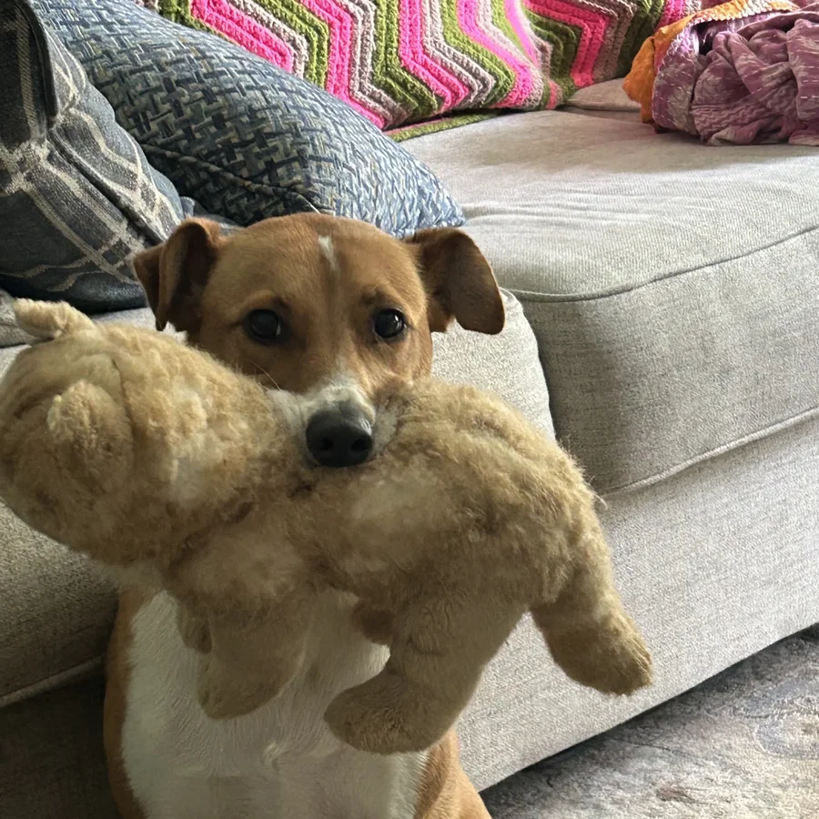 Nipit Bud, one of Melody's own dogs